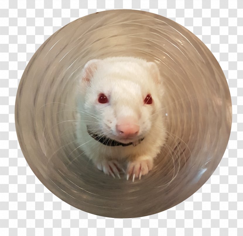 Ferret Rat Weasels Murids Snout - Muridae Transparent PNG