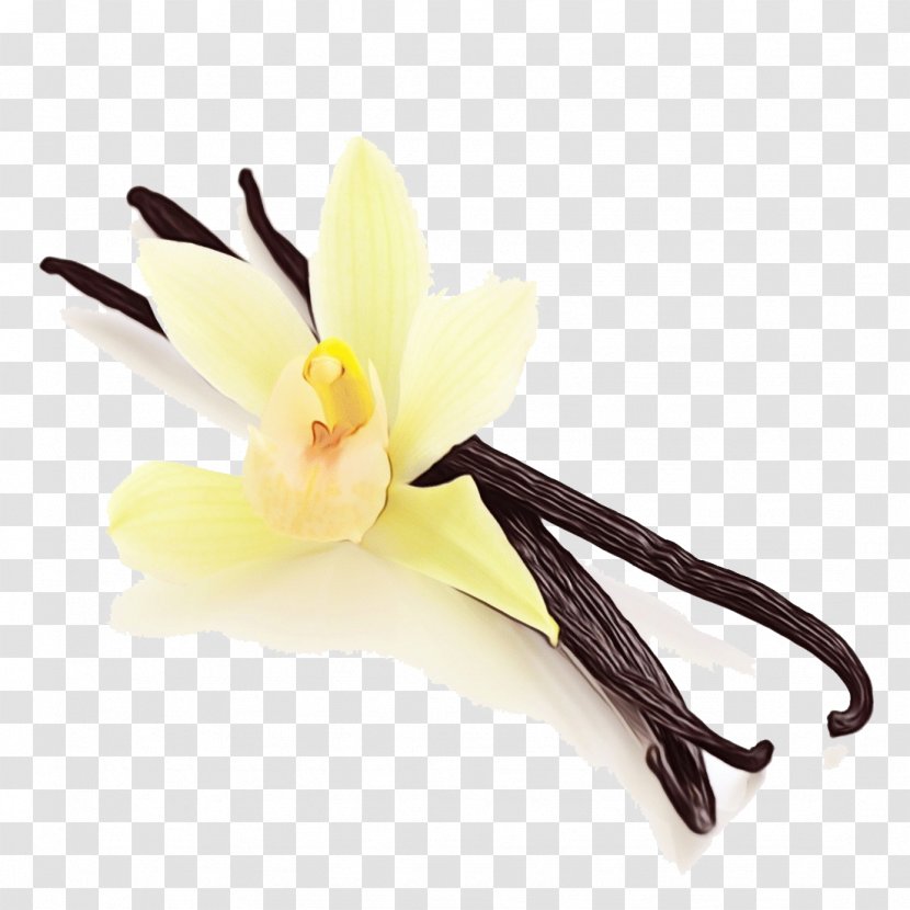 Flower Watercolor - Iris Crocus Transparent PNG