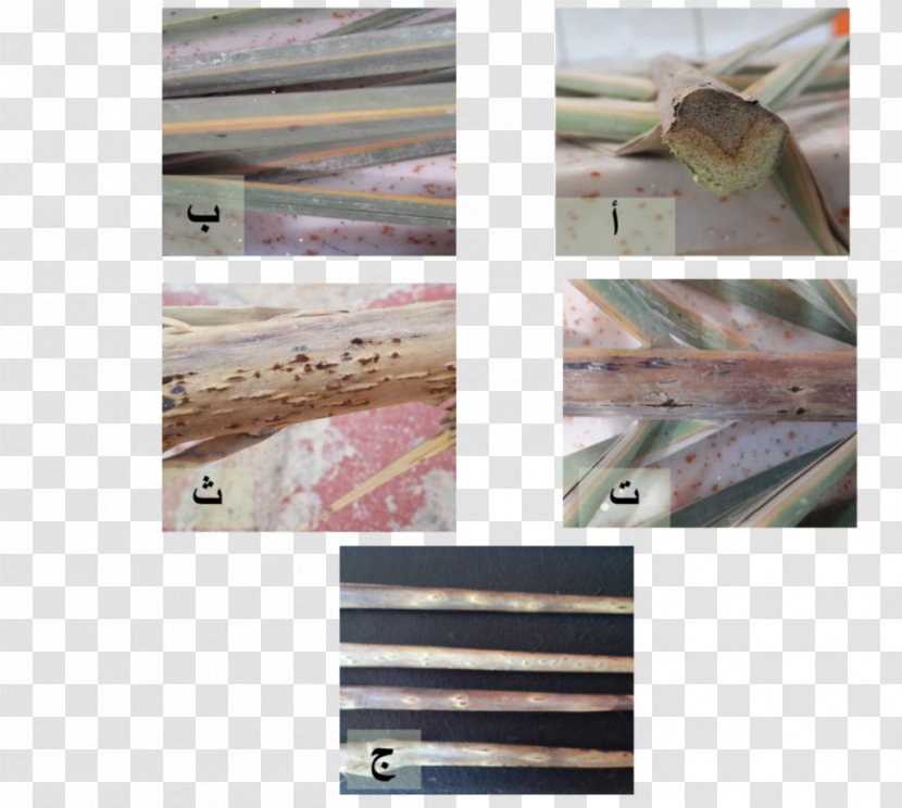 Djerid Basra Date Palm Disease كلية الزراعة - Beauty Spa Flyer Transparent PNG