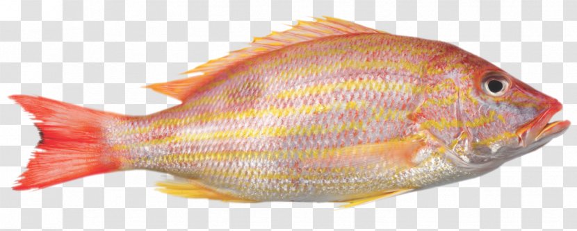 snapper fish