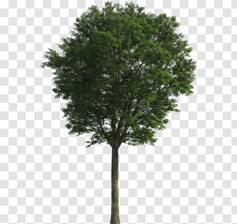 Evergreen Oak Branch - Plant Transparent PNG