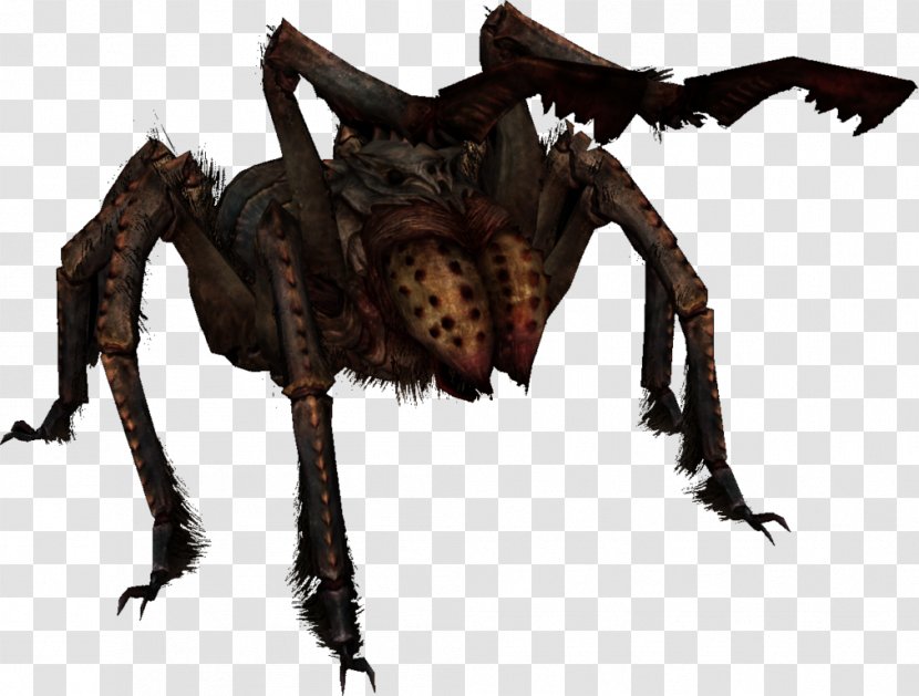 Spider The Elder Scrolls Online: Dark Brotherhood Video Games Image - Mythical Creature - Nonvenomous Transparent PNG