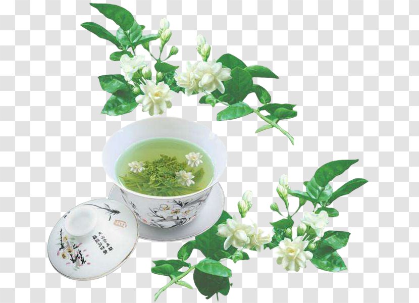 Flowering Tea Arabian Jasmine Green - Eileen Chang Transparent PNG