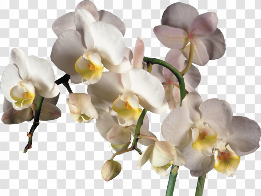 Orchids Clip Art - White - Orchid Transparent PNG