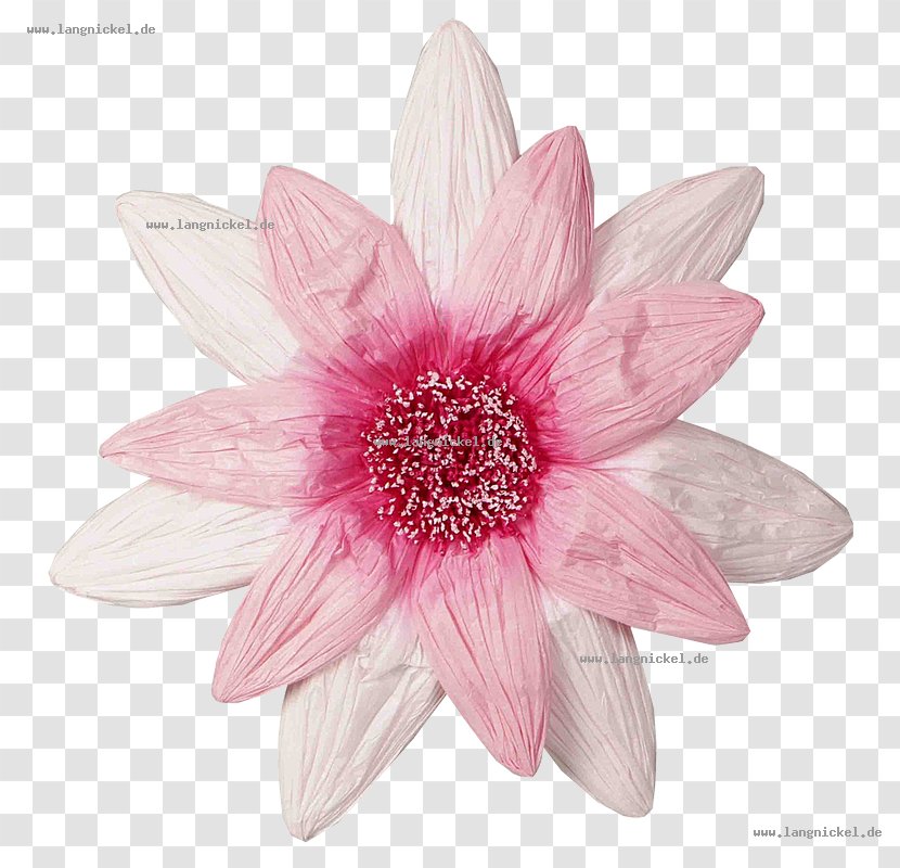 Dahlia Cut Flowers Petal Pink M Herbaceous Plant - Daisy Family - Paper Transparent PNG