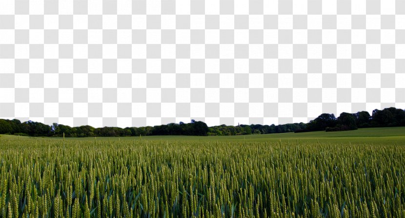 Sweden Landscape Pixabay Nature - Sky - Green Wheat Field Transparent PNG