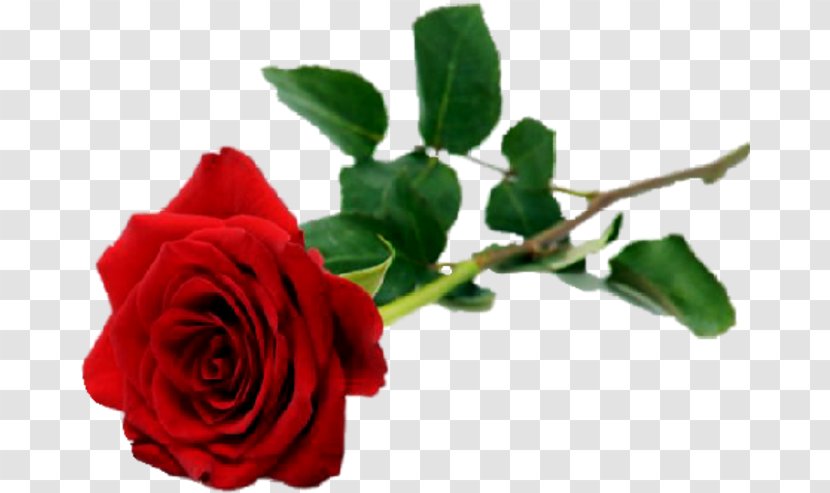 Rose Flower Red White Valentine's Day Transparent PNG