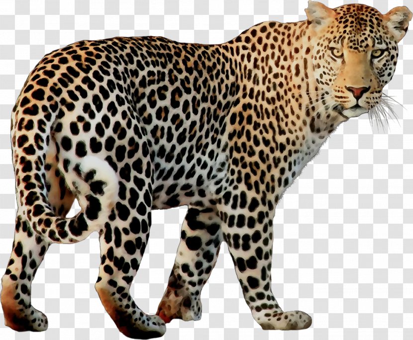 Leopard Cheetah Jaguar Felidae - Wildlife - Carnivore Transparent PNG
