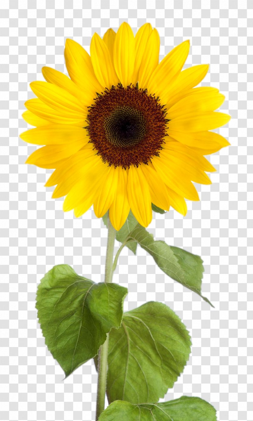 Common Sunflower Desktop Wallpaper Clip Art - Photography - Leaf Transparent PNG