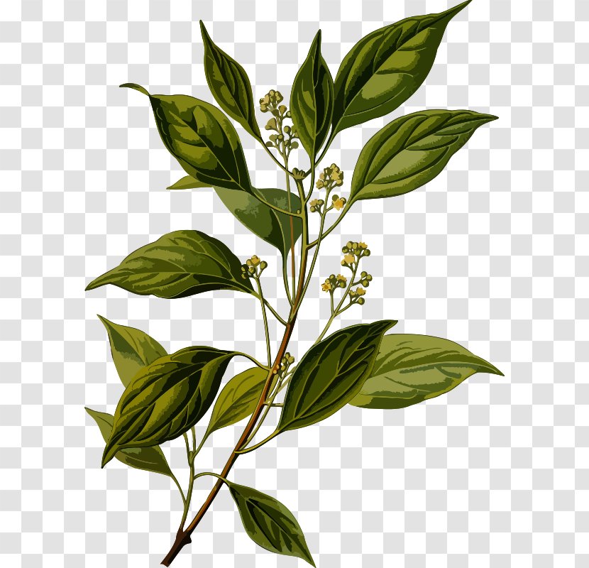 Camphor Tree Ravensara Aromatica Oil Herb Transparent PNG