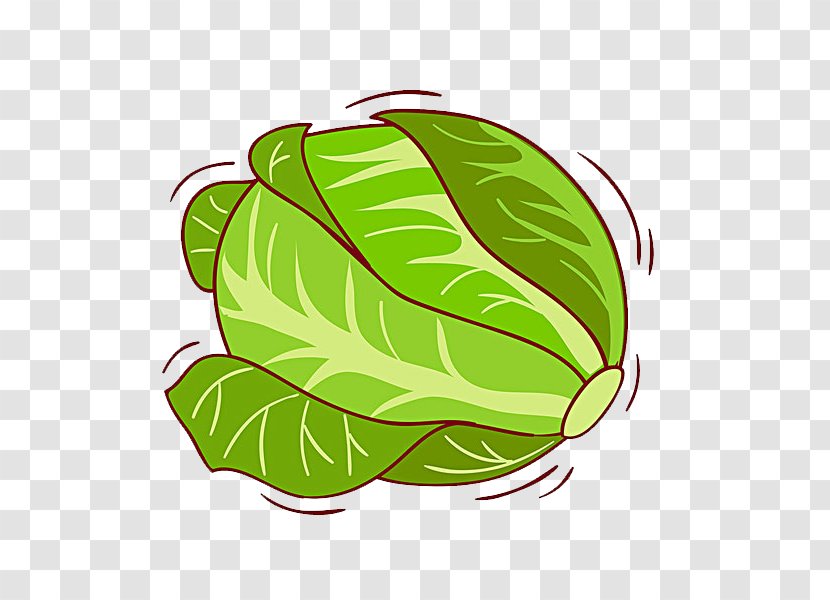 White Cabbage Kale Illustration - Plant Transparent PNG