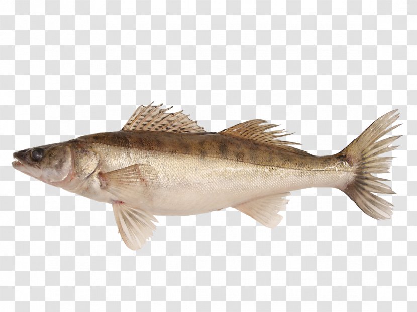 Cod Barramundi Perch Fish Products Bass Transparent PNG