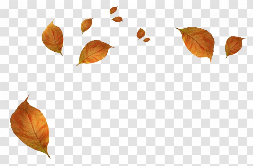 Autumn Leaf Color Clip Art - Orange - Leaves Transparent PNG