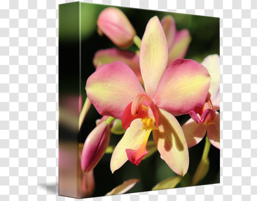 Moth Orchids Spathoglottis Dendrobium Plant Flower - Petal - Science Fiction Quadrilateral Decorative Backgroun Transparent PNG