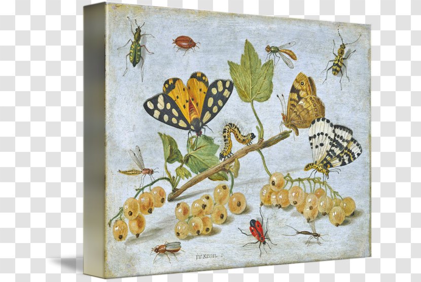 Butterfly Butterflies & Insects Still Life Common Furniture Beetle - And Moths Transparent PNG