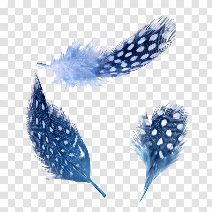 Blue Feather White - Photofiltre Transparent PNG