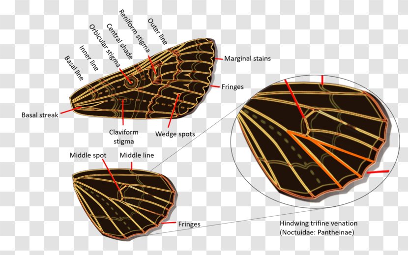 Owlet Moths Geometer Erebidae American Moth-butterflies - Physical Appearance Transparent PNG