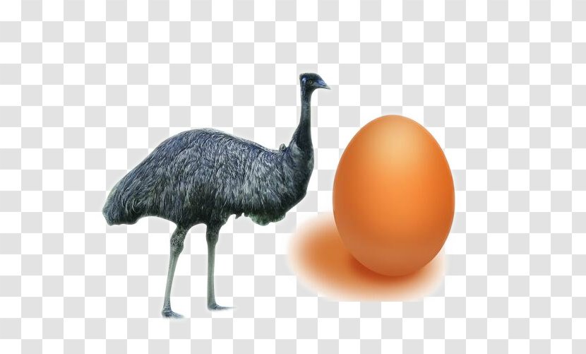 Common Ostrich Bird Domestic Goose Egg Quail - Fowl - Black Transparent PNG