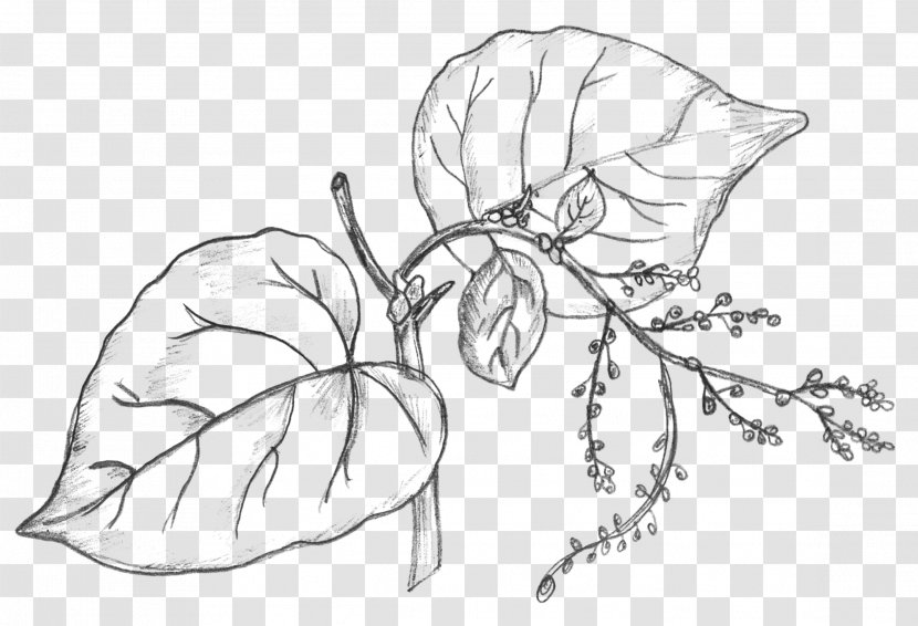 Drawing Plant Sketch - Branch - Money Tree Transparent PNG