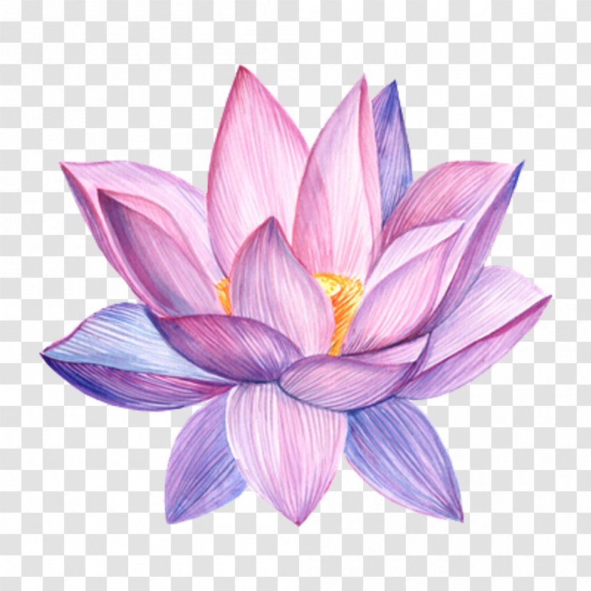 Stock Photography Flower Watercolor Painting Royalty-free Drawing - Sacred Lotus - Floating Transparent PNG