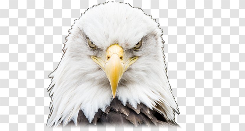 Bald Eagle Bird Eye Endangered Species Act Of 1973 Transparent PNG