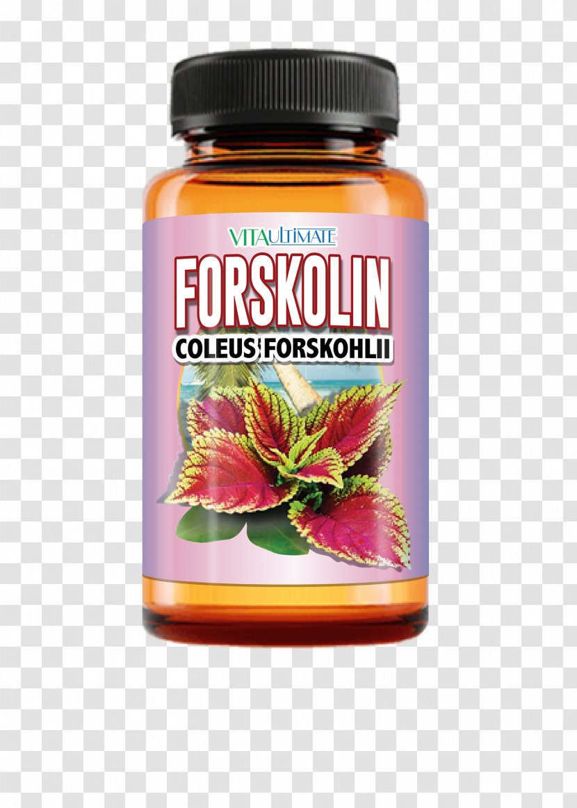 Dietary Supplement Forskolin Weight Loss Plectranthus Barbatus Capsule - Anorectic - Live The Lifestyle Management Transparent PNG