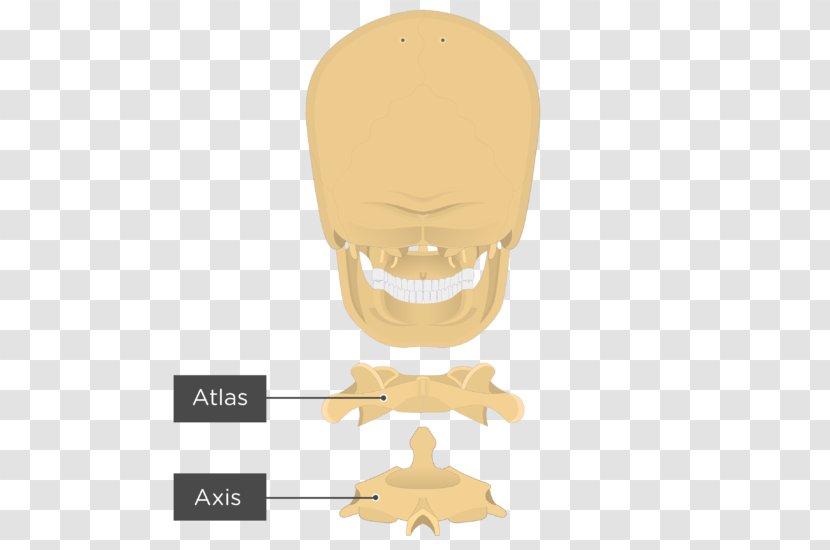 Nose Atlas Axis Bone Joint - Head Transparent PNG