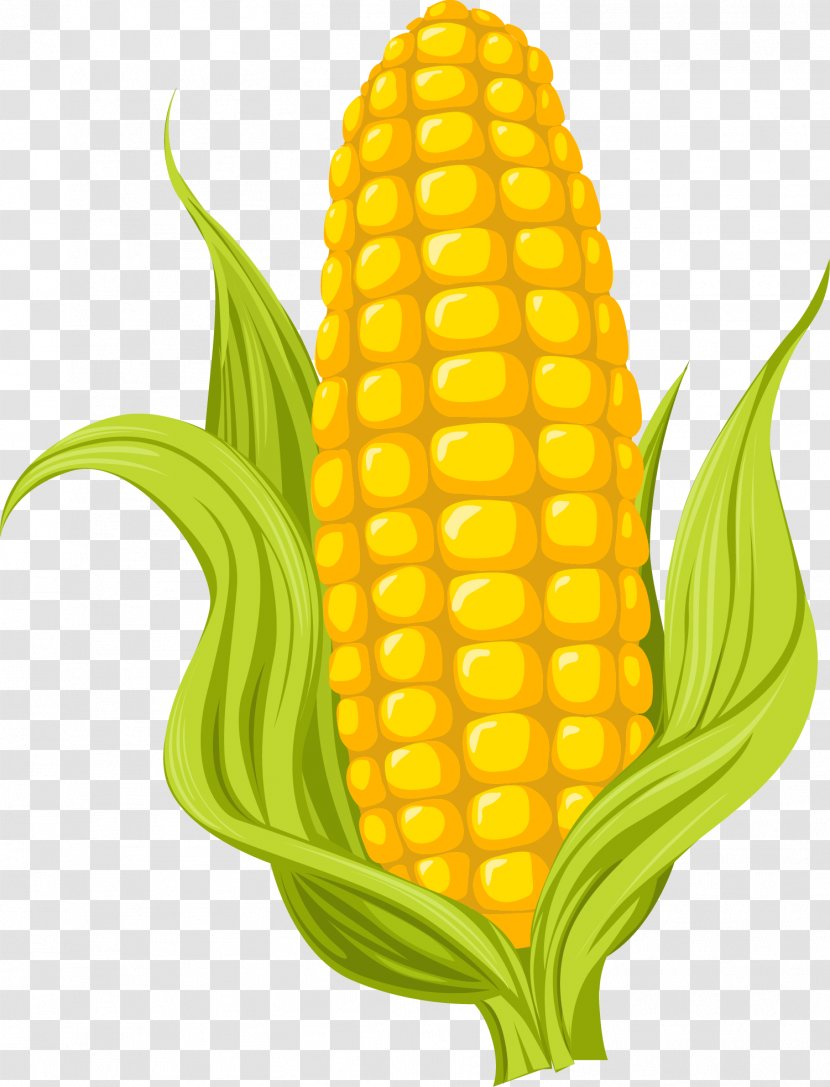 Maize Drawing Photography Illustration - Frame - Cartoon Yellow Corn Transparent PNG