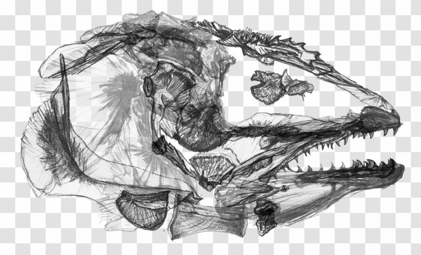 Tyrannosaurus Jaw Figure Drawing Sketch - Skeleton - Car Transparent PNG