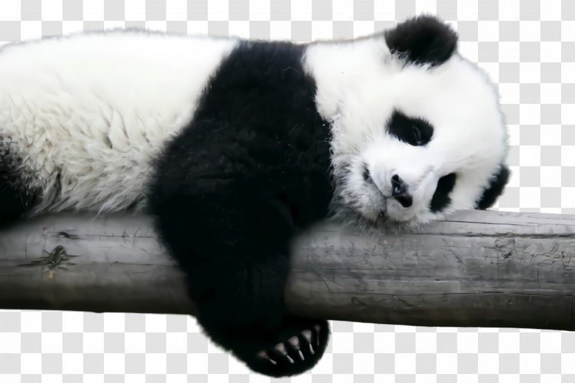Panda - Terrestrial Animal - Blackandwhite Paw Transparent PNG
