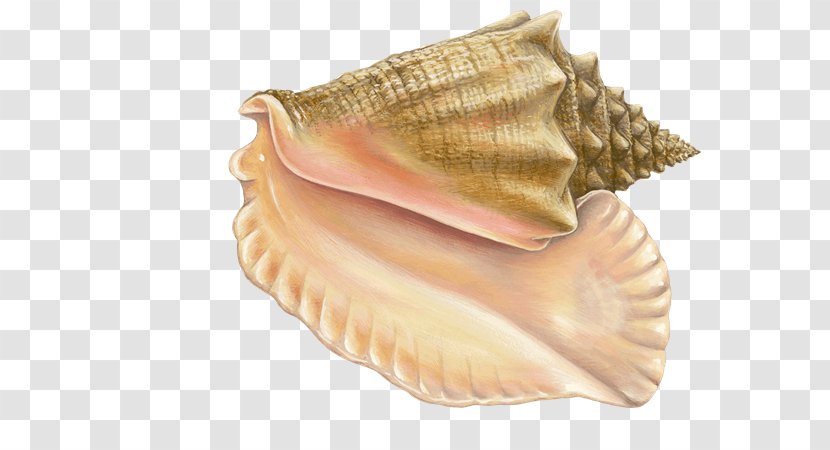 Monterey Bay Aquarium Cockle Mussel Clam Oyster - Seafood Watch - Conch Transparent PNG