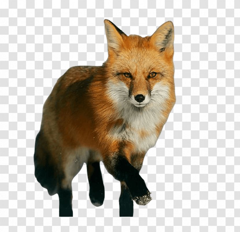 Red Fox Vulpini Drawing Image - Carnivoran - Cross Stitch Transparent PNG