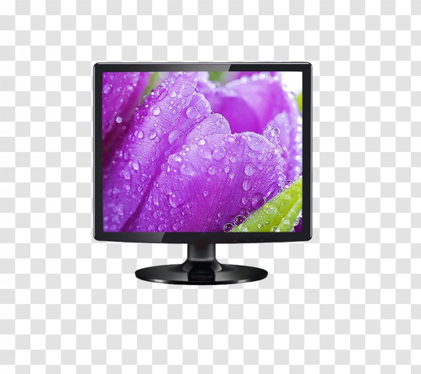 Flower Rose Color Yellow Purple - Red - TV Set Transparent PNG