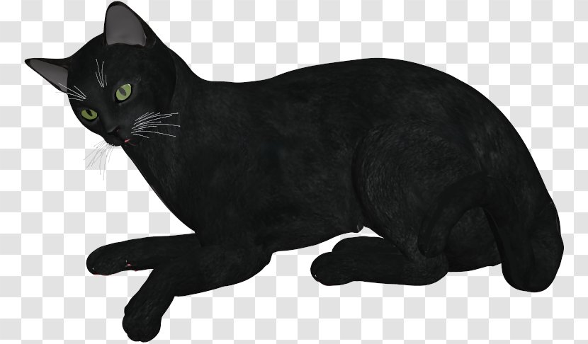 Black Cat Korat Bombay Manx Domestic Short-haired - Shorthaired - Animated Download Transparent PNG