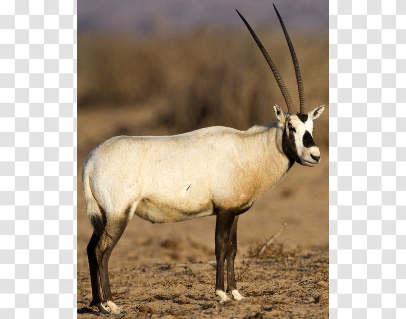 Gemsbok Arabian Oryx Horn Wildlife Springbok - Fauna Transparent PNG