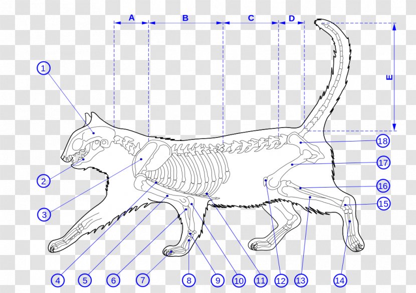 Felidae Maine Coon Kitten Cat Anatomy - Frame - Skeletal Muscle Transparent PNG