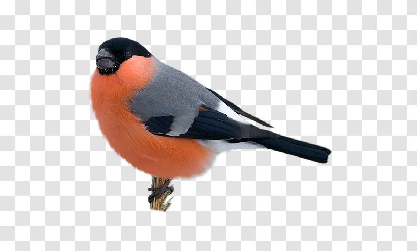 Bird Eurasian Bullfinch Passerine Transparent PNG