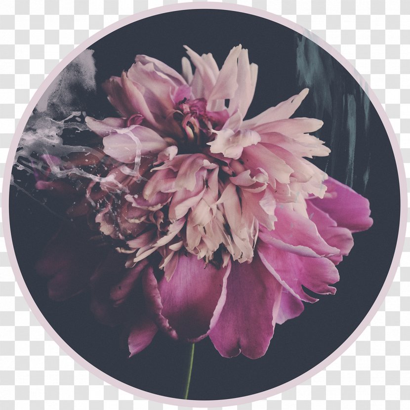 Peony Digital Photography Cut Flowers 24/7 - Chrysanthemum Transparent PNG