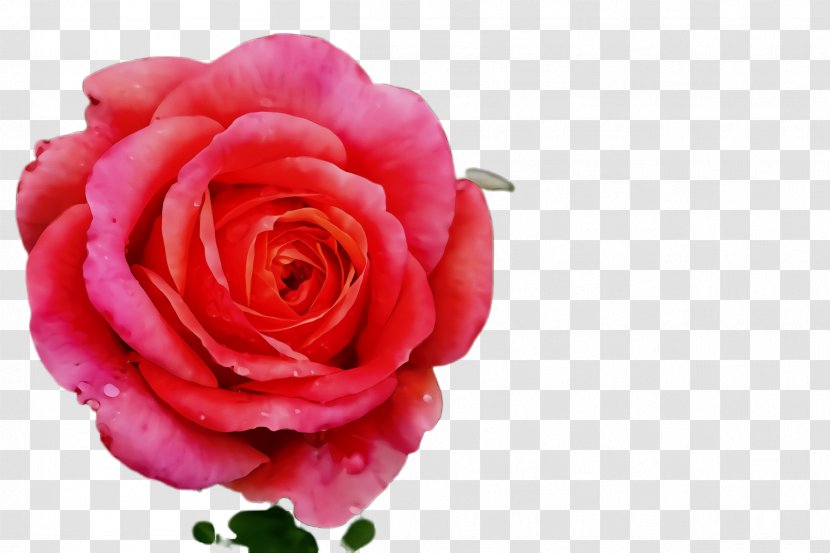 Garden Roses - Floribunda - Rose Family Hybrid Tea Transparent PNG