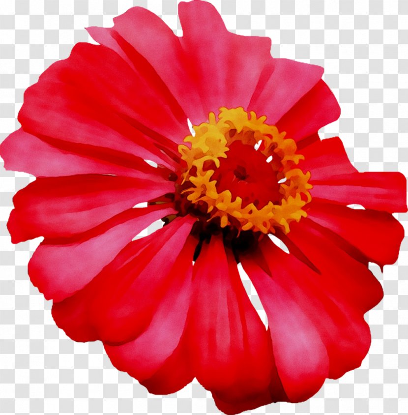 Transvaal Daisy Cut Flowers Chrysanthemum Dahlia - Barberton - Plant Transparent PNG