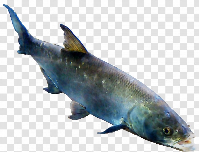 Salmon Marine Biology Mammal Milkfish - Fauna Transparent PNG