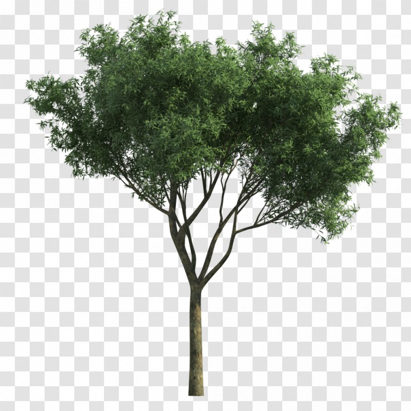 Tree Landscape Green Garden Vachellia Tortilis - Box - For Photoscape Transparent PNG