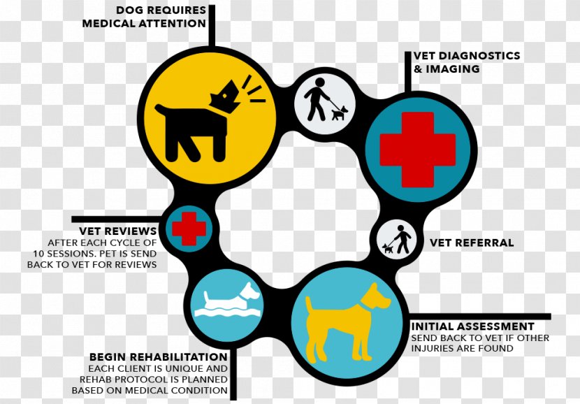 Veterinarian Veterinary Medicine Flowchart Physician - Health Care Transparent PNG