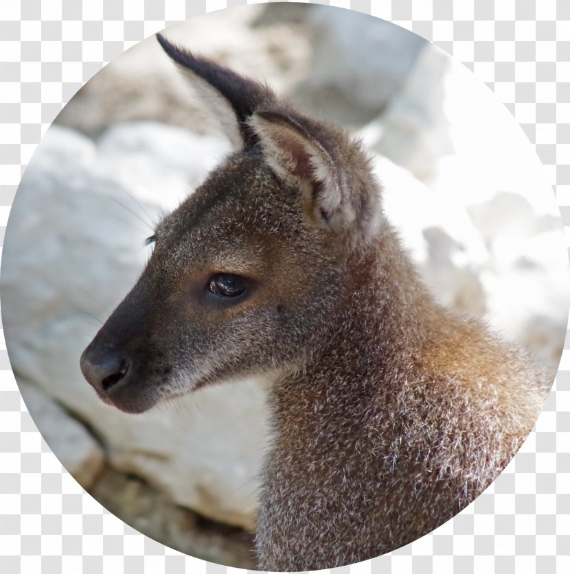 Wallaby Reserve Deer Kangaroo Fauna Fur - Macropodidae Transparent PNG
