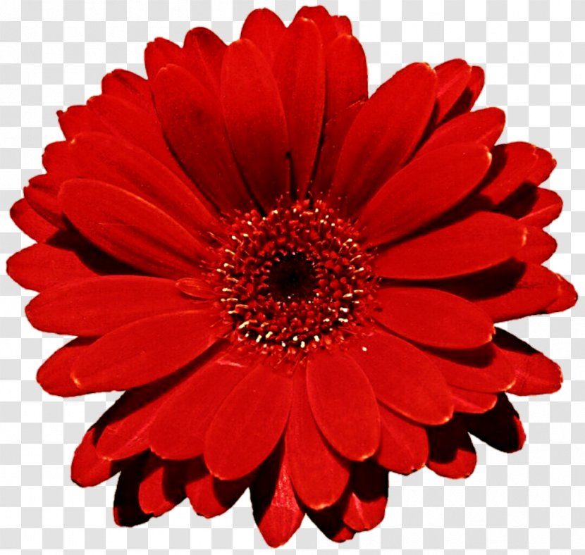 Flower Bouquet Transvaal Daisy Red Common - Cut Flowers - Gerbera Photo Transparent PNG