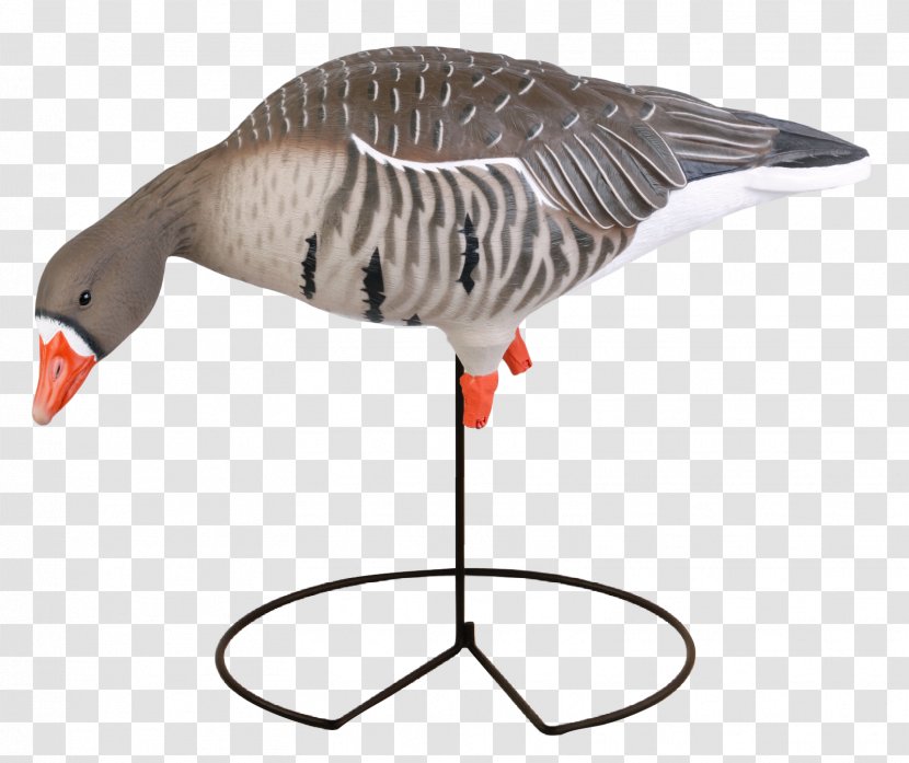 Greylag Goose Duck Mallard Decoy - Ducks Geese And Swans Transparent PNG