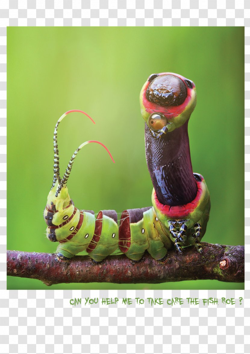 Caterpillar Macro Photography - Invertebrate Transparent PNG