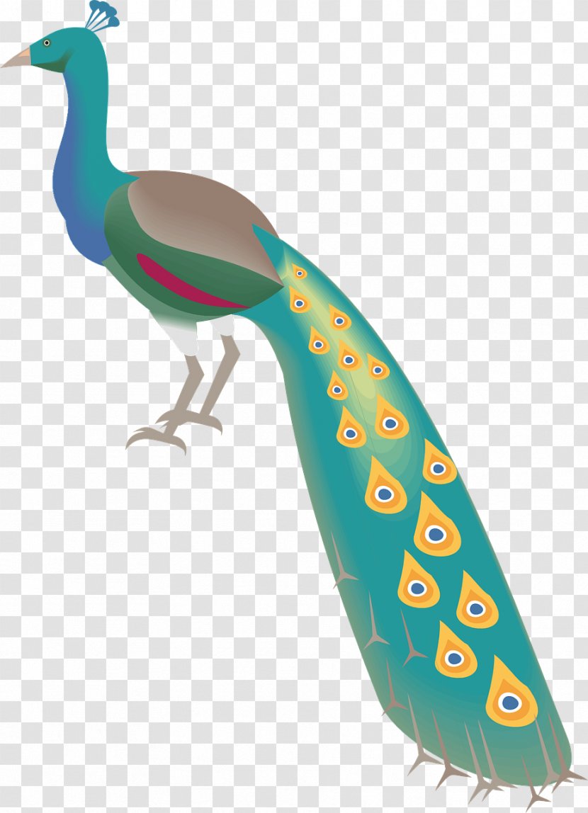Peafowl Clip Art - Fauna - Peacock Transparent PNG