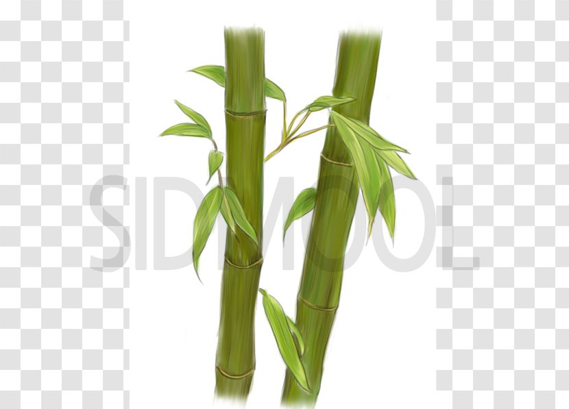 Tropical Woody Bamboos Bambusa Vulgaris Textilis Water Extract - Brassica Oleracea Transparent PNG