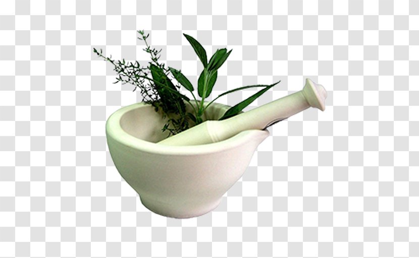 Medical Abbreviations Medicine Medicinal Plants Herbalism - Traditional - Plant Transparent PNG